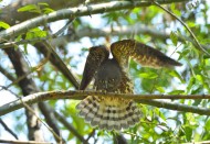 褐鹰鸮图片大全