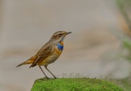 蓝点颏图片大全