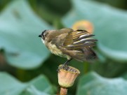 莲蓬上的白头鹎图片