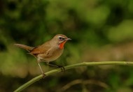 红点颏鸟类图片大全