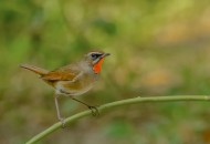 红点颏鸟类图片大全