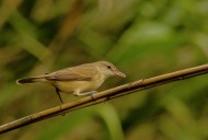 大苇莺图片大全