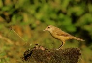 大苇莺图片大全