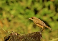 大苇莺图片大全