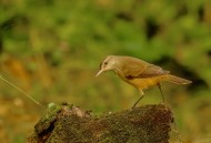 大苇莺图片大全