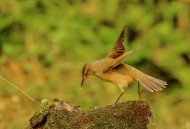 大苇莺图片大全