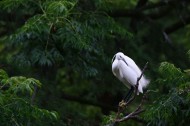 树上的白鹭图片大全