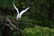 树上的白鹭图片大全