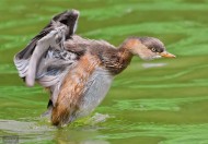 戏水的小??图片大全