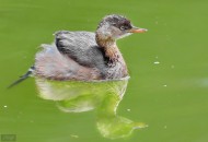 戏水的小??图片大全