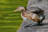 戏水的小??图片大全