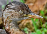 戏水的小??图片大全