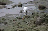 白鹭抓泥鳅图片大全