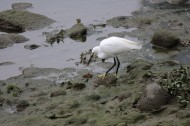 白鹭抓泥鳅图片大全