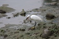 白鹭抓泥鳅图片大全