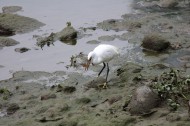 白鹭抓泥鳅图片大全