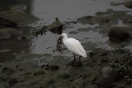 白鹭抓泥鳅图片大全
