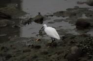 白鹭抓泥鳅图片大全