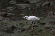 白鹭抓泥鳅图片大全