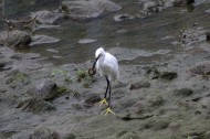 白鹭抓泥鳅图片大全
