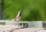蓝点颏图片大全