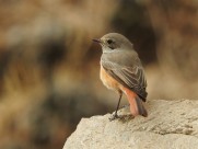 能“看见”地球磁场的知更鸟图片