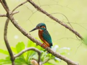 体羽艳丽的斑头大翠鸟图片