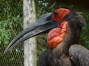 奇特珍贵的犀鸟图片