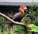 奇特珍贵的犀鸟图片