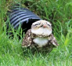 小型猫头鹰穴小鸮图片