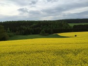 一片金黄色的油菜花田图片大全