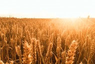 成熟的小麦图片大全