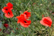 鲜红的罂粟花图片