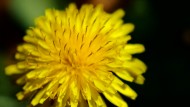 黄色的蒲公英图片