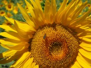 向日葵特写图片大全