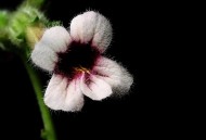 地黄花图片大全