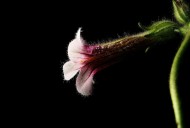 地黄花图片大全