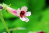 地黄花图片大全