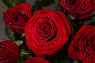 红色玫瑰花图片