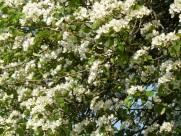 洁白的梨花图片大全