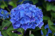 蓝色的绣球花图片