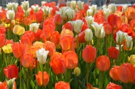 热烈开放的火红郁金香图片大全