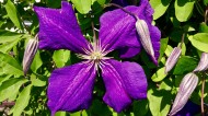 紫色的铁线莲图片
