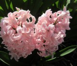 粉红色的风信子图片