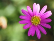 花的特写图片大全