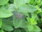 翠绿薄荷叶图片大全