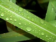 挂着水珠的绿叶图片大全