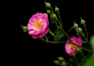 漂亮的蔷薇图片