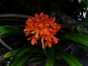 秀美的君子兰图片