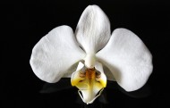 白色的蝴蝶兰图片大全